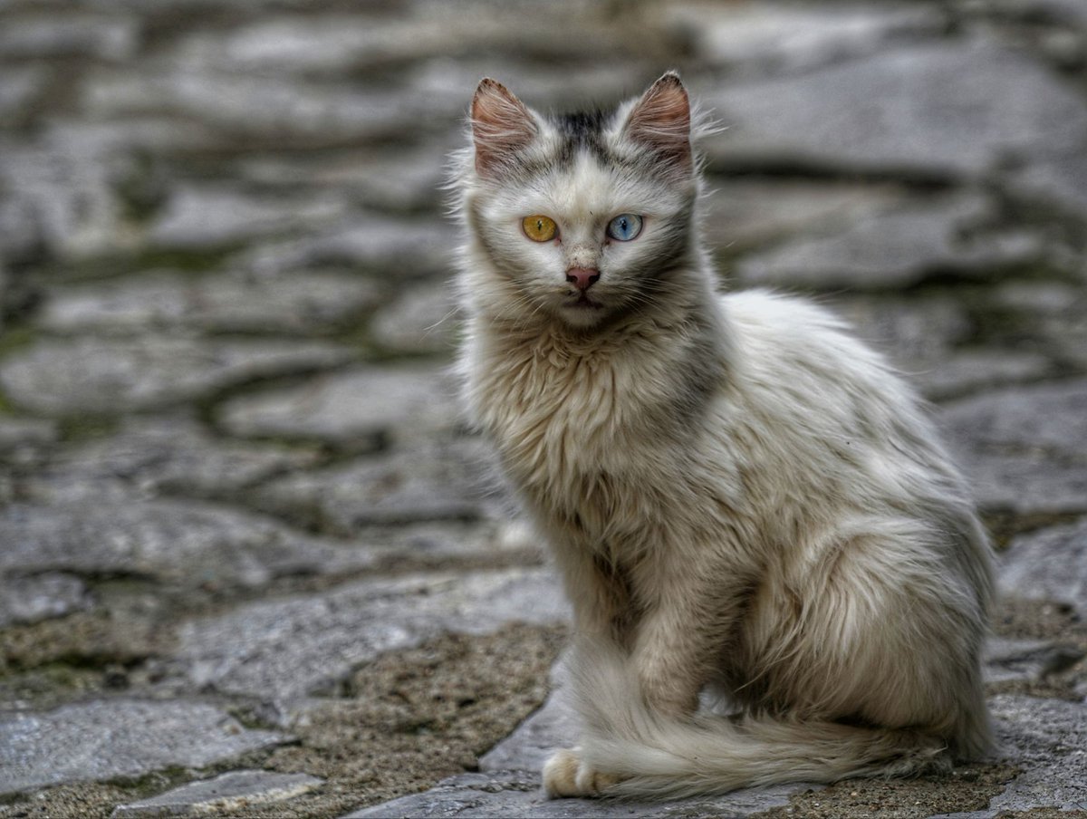 GuruShots tweet media