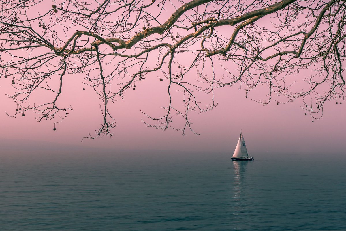 GuruShots tweet media