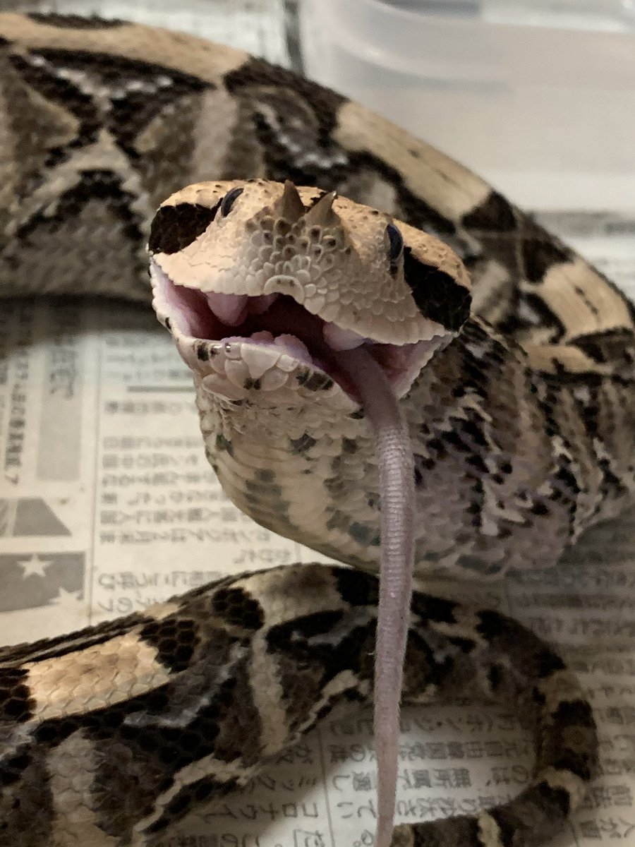 ガボンアダー Gaboon Viper Japaneseclass Jp