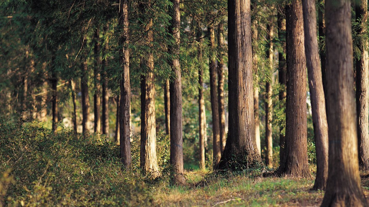 Лесная промышленность южный пояс. Истощение природных запасов. Древесные лесные ресурсы. Черный лес новгородская область. Лес экология.