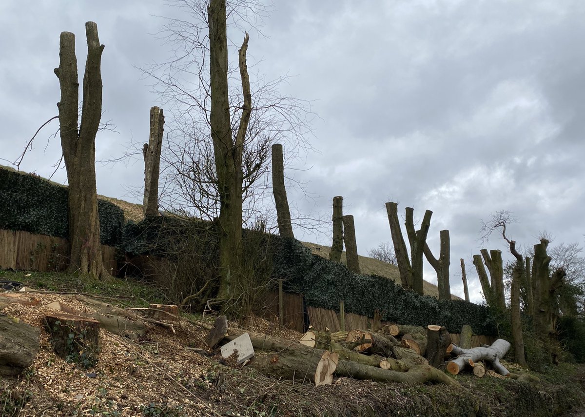 SaveOurSparrows's tweet photo. This greedy B——— Iv watched him cunningly fell #AncientTrees locally for 4 years now. Got a new #TreeOfficer involved who agreed with me &amp; residents who were distraught. The Fracking #WoodlandTrust these elderly Members had asked for help &amp; said NO. Corrupt PLANNING let it go. https://t.co/QZoZ2Es5lU
