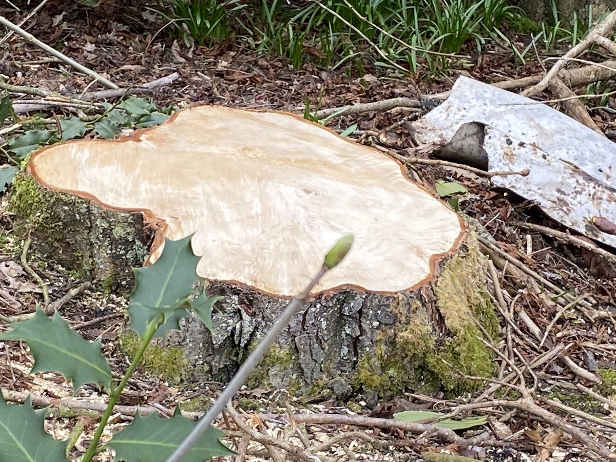 SaveOurSparrows's tweet photo. This greedy B——— Iv watched him cunningly fell #AncientTrees locally for 4 years now. Got a new #TreeOfficer involved who agreed with me &amp; residents who were distraught. The Fracking #WoodlandTrust these elderly Members had asked for help &amp; said NO. Corrupt PLANNING let it go. https://t.co/QZoZ2Es5lU