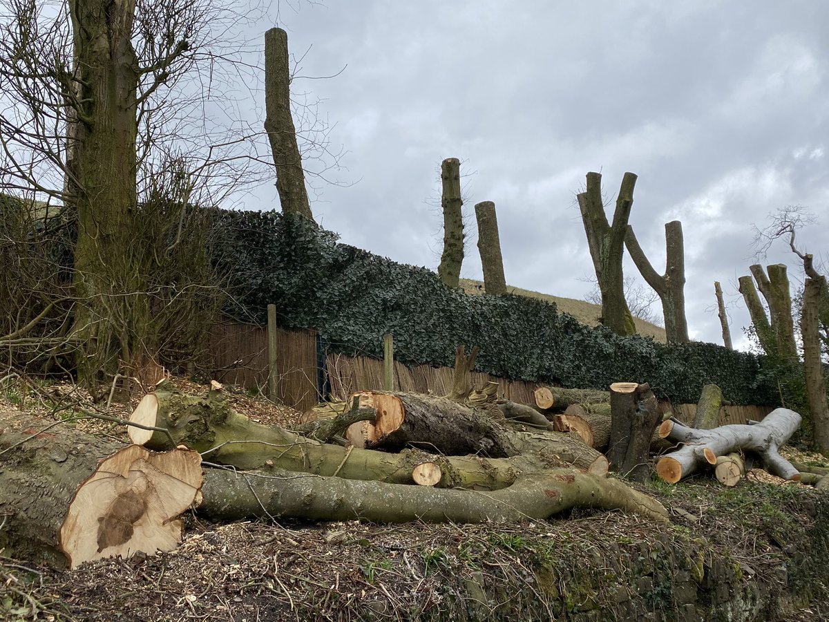 SaveOurSparrows's tweet photo. This greedy B——— Iv watched him cunningly fell #AncientTrees locally for 4 years now. Got a new #TreeOfficer involved who agreed with me &amp; residents who were distraught. The Fracking #WoodlandTrust these elderly Members had asked for help &amp; said NO. Corrupt PLANNING let it go. https://t.co/QZoZ2Es5lU