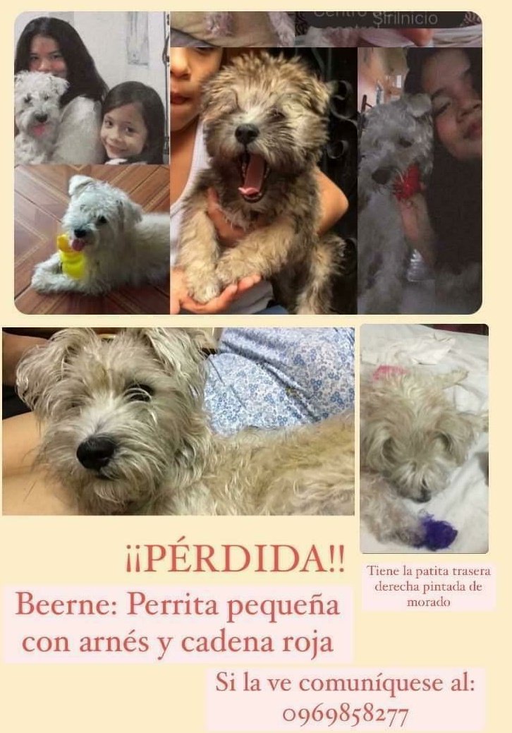 AlertaMePerdi's tweet photo. #PERDIDA #GUAYAQUIL #BEEME
Fecha: 20/03/21
Sector: Sur, Floresta 1.
Sexo: Hembra.
Raza: Cruza de Shitzu y Schnauzer.
Obsv.: Se escapó con arnés y cadena rojo. Tiene la pata trasera derecha de color morado, está esterilizada.
Contacto: 0969858277
#AlertaMePerdí https://t.co/wHm3eYbJYr