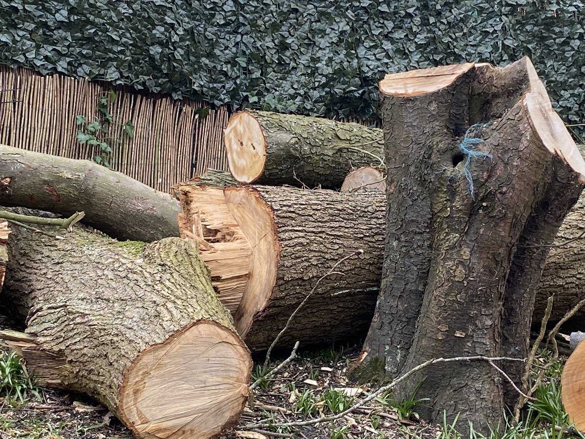 SaveOurSparrows's tweet photo. This greedy B——— Iv watched him cunningly fell #AncientTrees locally for 4 years now. Got a new #TreeOfficer involved who agreed with me &amp; residents who were distraught. The Fracking #WoodlandTrust these elderly Members had asked for help &amp; said NO. Corrupt PLANNING let it go. https://t.co/QZoZ2Es5lU