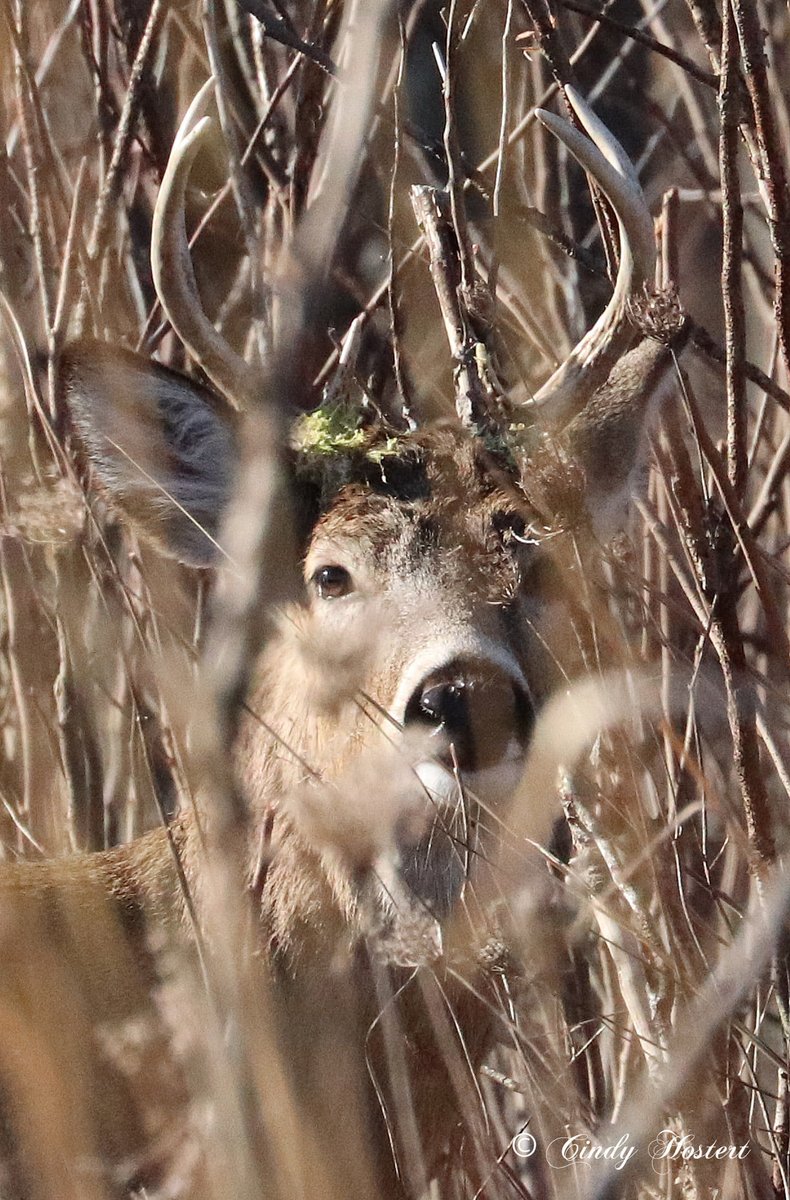 WildlifeofDay's tweet photo. White-tailed deer.
(Photo courtesy of Cindy Hostert)
#wildlifephotography #nature #bloodpressurebreak https://t.co/QP7HnSoSKN