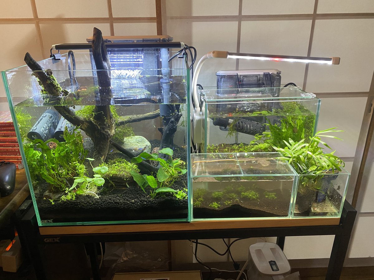 愛魚 まなうお アクアリウム Mana Uo Twitter 愛魚 まなうお アクアリウム Mana Uo Twitter