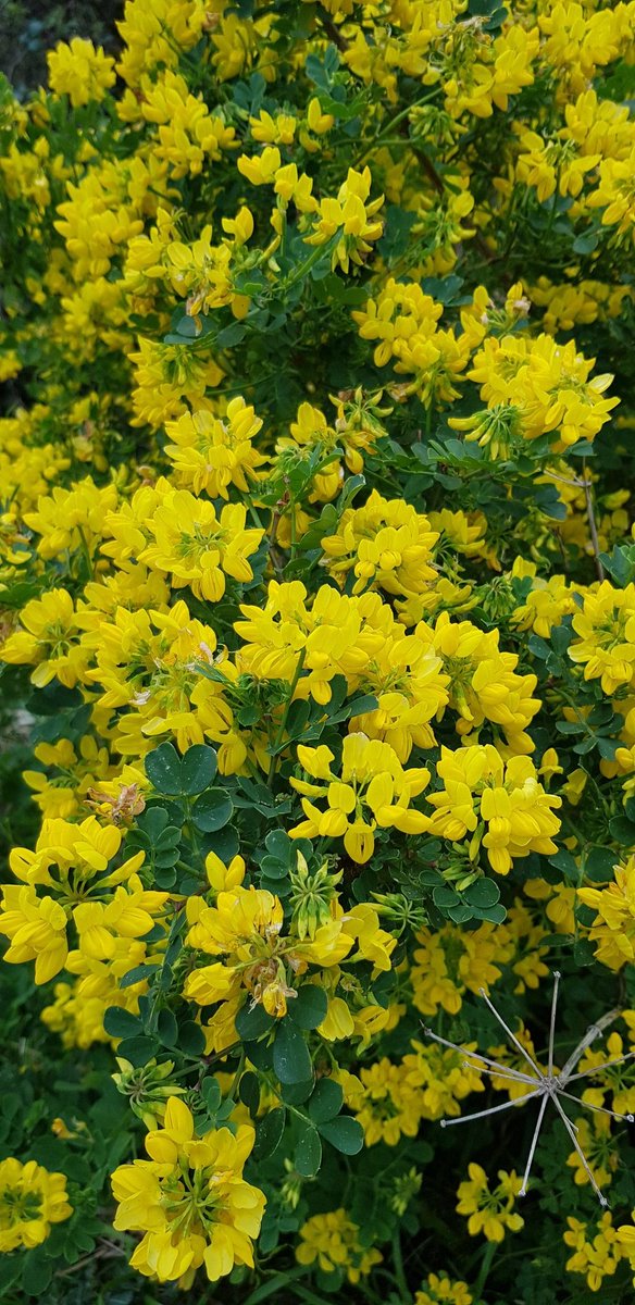 What plant is this please 🙏🧐 #asktwitter #Torbay