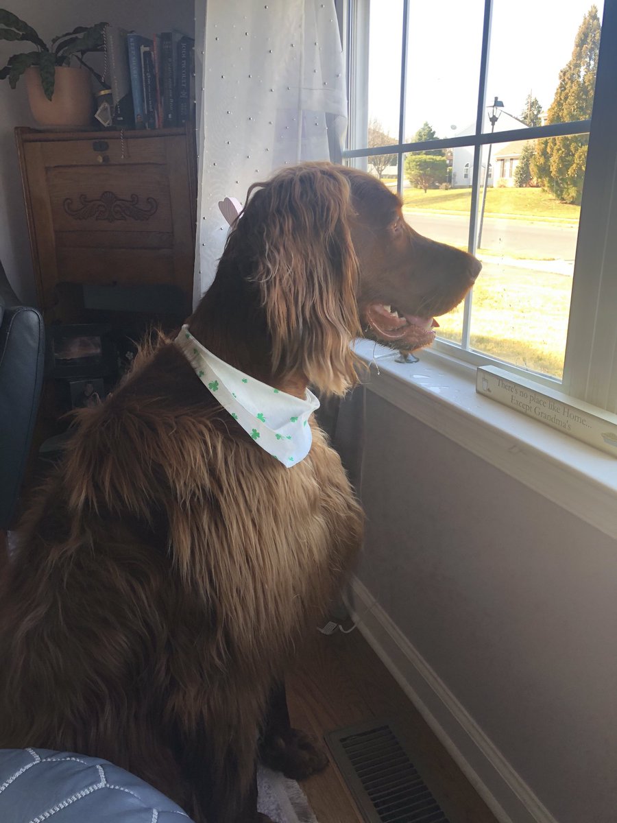 Finn ⁦<a href="/irish_setters/">Irish Setters</a>⁩ is waiting patiently for his friends to walk by on this beautiful Sunday morning #GottaLoveDogs