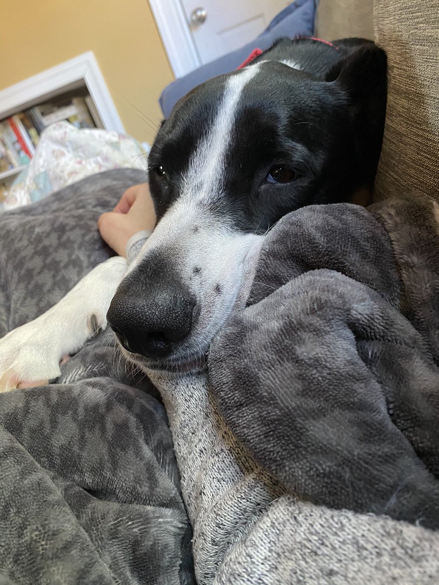 It’s my mom’s birthday today.  My human sister made cupcakes and I’m hoping to score a vanilla one. I’ll just keep looking into mom’s eyes and she’ll get the hint. C’mon woman I need a cupcake! #dogsoftwitter #birthdaytreats #lookintomyeyes #rescuedog