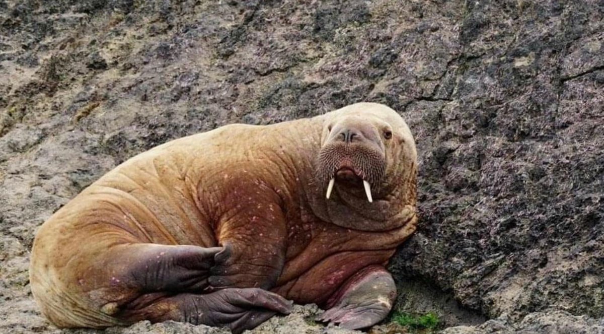 angleseyseazoo's tweet photo. #WalrusWatch update!The wandering walrus is in Wales! It was spotted in Ireland last Sunday and is now in Pembrokeshire (exact location remaining undisclosed to avoid disturbance) It's being closely observed thanks to our colleagues at @WelshMarineLife @BDMLR and @RSPCA_official https://t.co/6XbsUC2aix