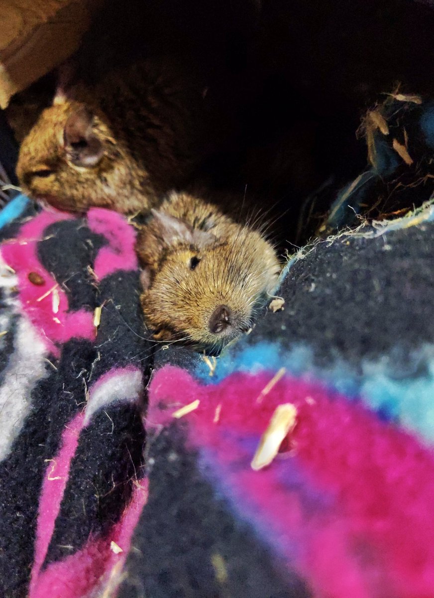 AmbForgottenImp's tweet photo. Hard life for the HR department at Imp HQ. #degu #artist #propmaker #workshopassistant #petsofinstagram https://t.co/Y9h19ZoBKB