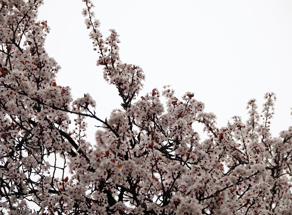 webbish6's tweet photo. Today's Flower Report involves pictures mostly taken in the rain: daffodils, camellia blossoms, cherry blossoms, and a picture of me with plum blossoms (right after my covid shot!). #FlowerReport @alyssaharad #WoodinvilleFlowers #SeattleSpring #FirstDayOfSpring2021 https://t.co/1ipUdukkPS