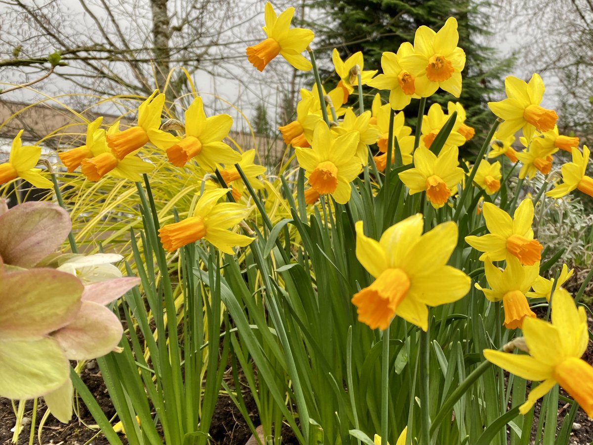 webbish6's tweet photo. Today's Flower Report involves pictures mostly taken in the rain: daffodils, camellia blossoms, cherry blossoms, and a picture of me with plum blossoms (right after my covid shot!). #FlowerReport @alyssaharad #WoodinvilleFlowers #SeattleSpring #FirstDayOfSpring2021 https://t.co/1ipUdukkPS