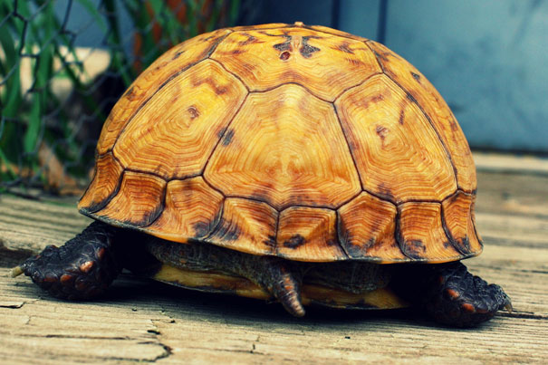 emma_positive's tweet photo. Funny Fact:

Turtles can breathe through their butts 🐢🍑 https://t.co/yizBfZhLT8