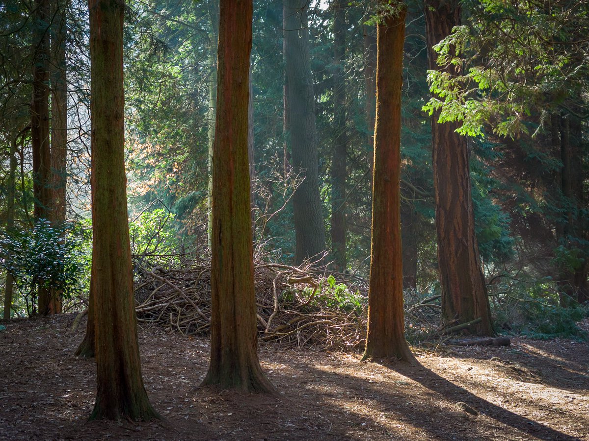 lukejstaunton's tweet photo. Sequoia | ๐ท Light L16 | #lightl16 #capturedbylight #computationalphotography #lightroommobile #woodland #naturephotography #landscapephotography https://t.co/FdZuT9u88F