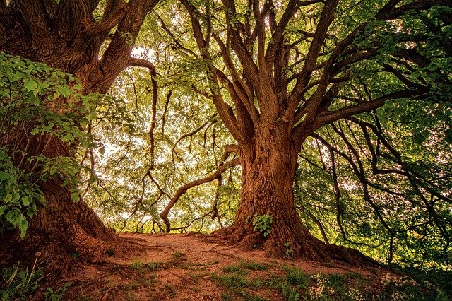 Break_Breath_'s tweet photo. 👉Dia internacional del bosque🌲🌲🌲
Les debemos todo aquello que les hemos robado y mucho más!! https://t.co/HrWnUwF1fW