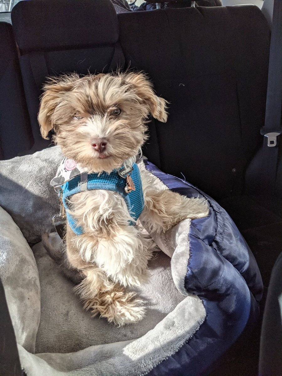 FenixPerrito's tweet image. I was a good boy in my new car seat so I got to go to #starbucks. Check out how I beg at the drive through. #puppachinoislife #puppy #DogsofTwittter