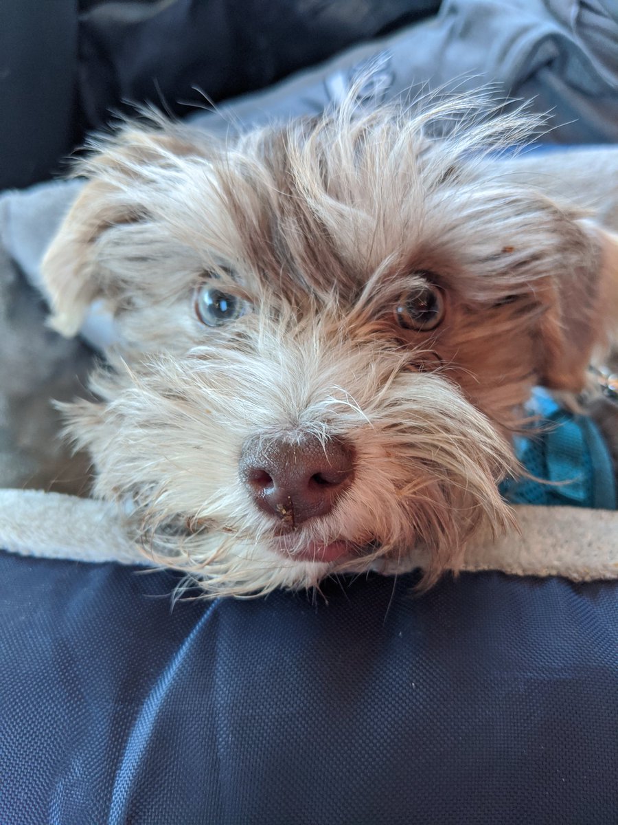 FenixPerrito's tweet image. I was a good boy in my new car seat so I got to go to #starbucks. Check out how I beg at the drive through. #puppachinoislife #puppy #DogsofTwittter
