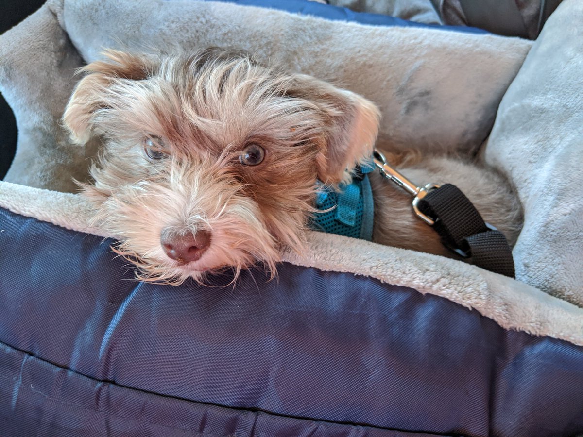 FenixPerrito's tweet image. I was a good boy in my new car seat so I got to go to #starbucks. Check out how I beg at the drive through. #puppachinoislife #puppy #DogsofTwittter