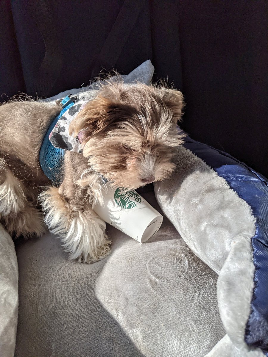 FenixPerrito's tweet image. I was a good boy in my new car seat so I got to go to #starbucks. Check out how I beg at the drive through. #puppachinoislife #puppy #DogsofTwittter