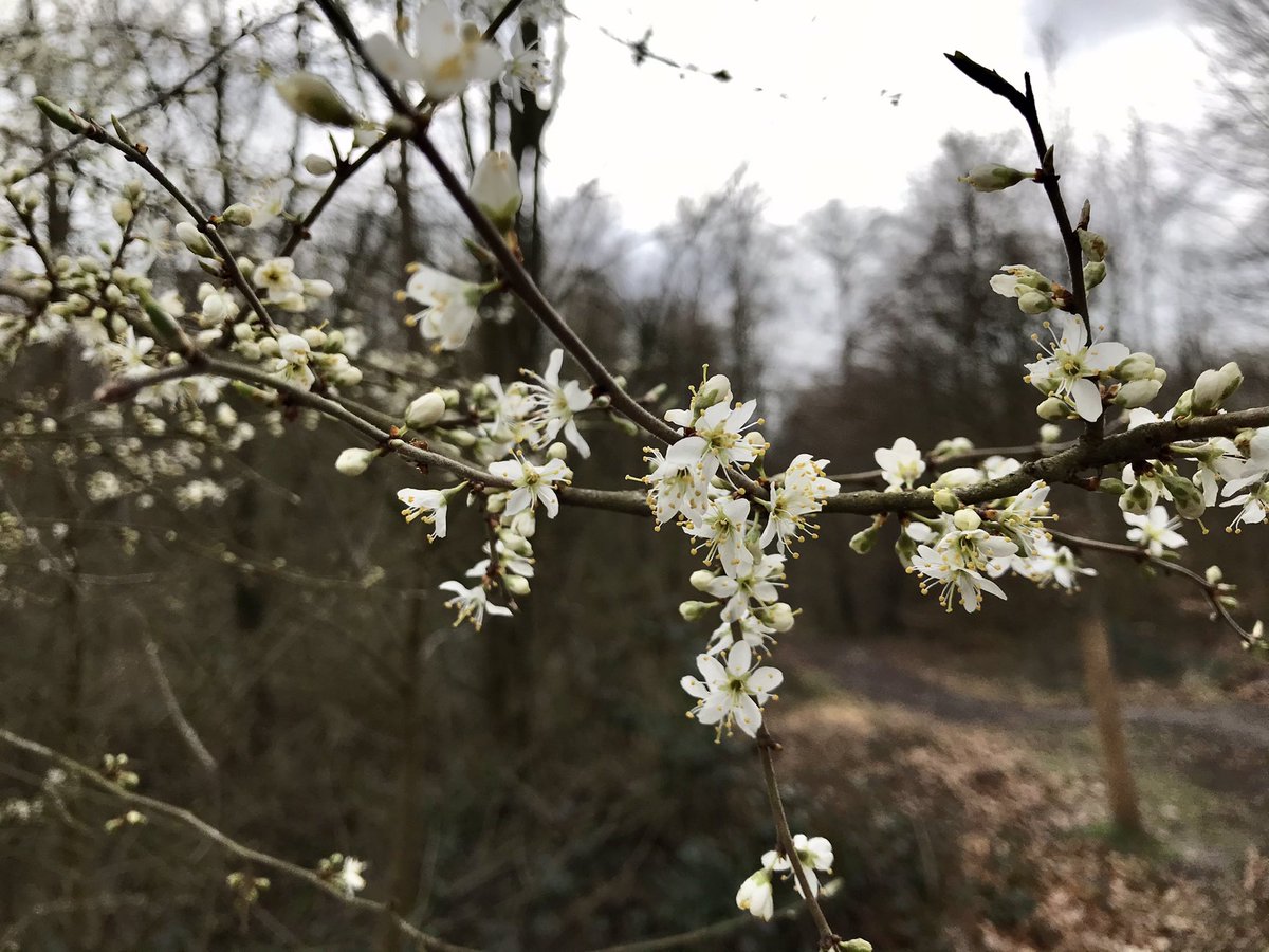 Europewatcher's tweet photo. One of the reasons I love living here, in Brussels: the proximity of the #forest #soignes #zonienwoud. I hope we can take better and better care of it, too many trees are cut #InternationalDayofForests https://t.co/MH14xogOLH