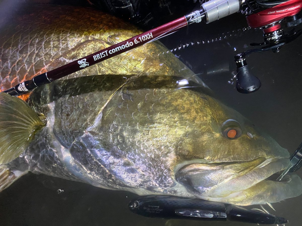 rintaro_fishing's tweet photo. 日本三大怪魚『アカメ』

初アカメが余裕の110オーバー!!
こいつを釣るためにタックル揃えて万全の状態で戦えたことが嬉しい

ビックベイトめっちゃ飛ばせて、アカメをかけても安心感が半端無い、こいつのおかげで取れた魚です。
一番好きなロッドになりました
#fishman #BRISTcomodo610XH
#アカメ https://t.co/vETxWFG9Qn
