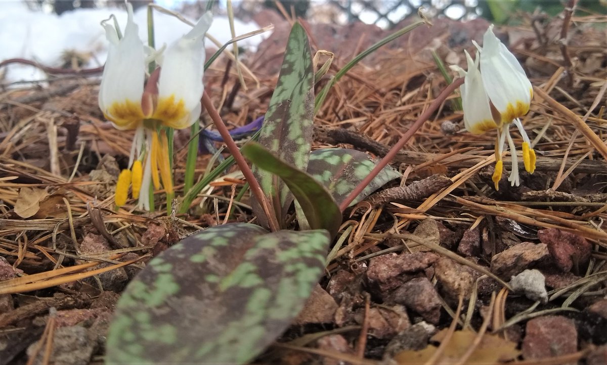 Telesonix's tweet photo. Erythronium caucasicum--always first in the genus to bloom. Lots of snow lingers and more on the way: springtime in the Rockies! #NARGSrocks https://t.co/Dv36OQkjAA