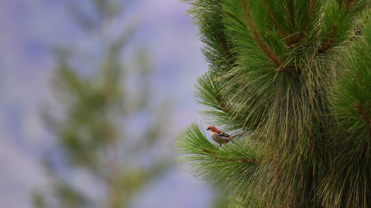 AWExplorative's tweet photo. A russet sparrow peeping out. https://t.co/9w0XopRM85