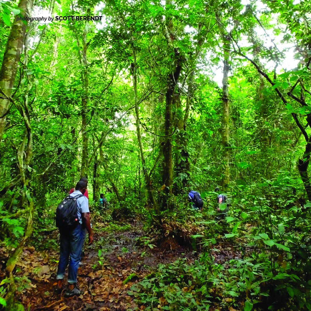 AWF_Official's tweet photo. Today, the world marks the #InternationalDayOfForests! Africa is losing her forests faster than the rest of the world. One of the biggest causes of forest degradation is agriculture to cater to food demand for increasing human populations on the continent. https://t.co/Iy3GMBXkLz https://t.co/GS4EgBKPmj