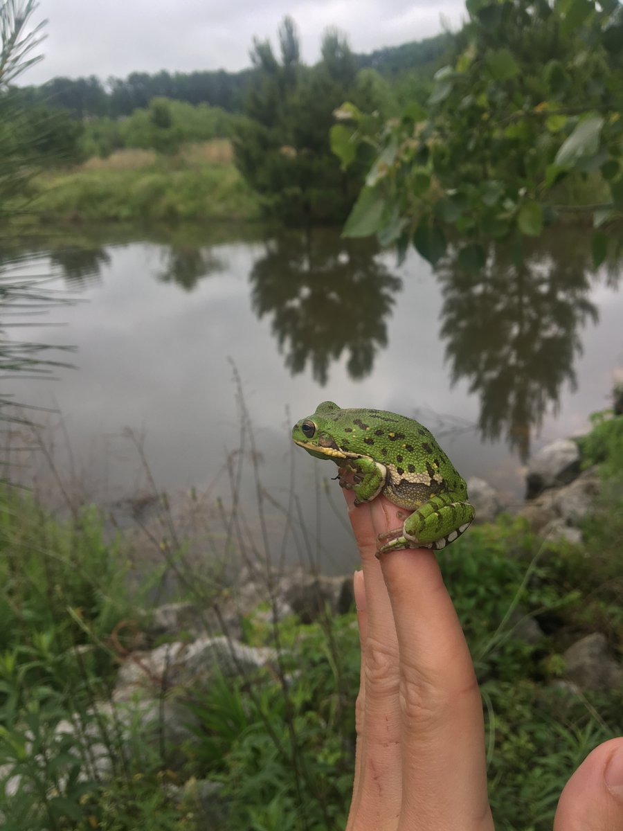 wesleyjneely's tweet photo. Went back to a site I sampled two years ago that was packed with frog diversity (just about every species we have in Tuscaloosa) and tons of cottonmouths and water snakes.
It's a parking lot now. https://t.co/Cx2Y9BZEym