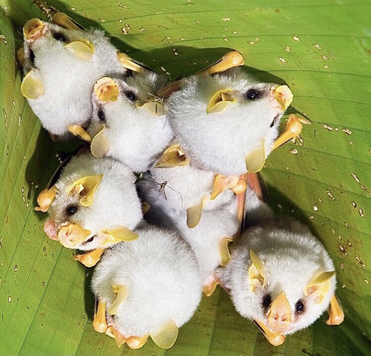 thebatbnb's tweet photo. Not all #bats live in caves!🦇The Honduran White Bat is one of the few “tent-making” bats in Latin America. They curl leaves into a shelter and when the light shines through, their white fur gets tinted green- making them camouflaged.❤️🍃😍 Amazing photo by @naturetailstales 🦇👏 https://t.co/T9Yz8eBBpq
