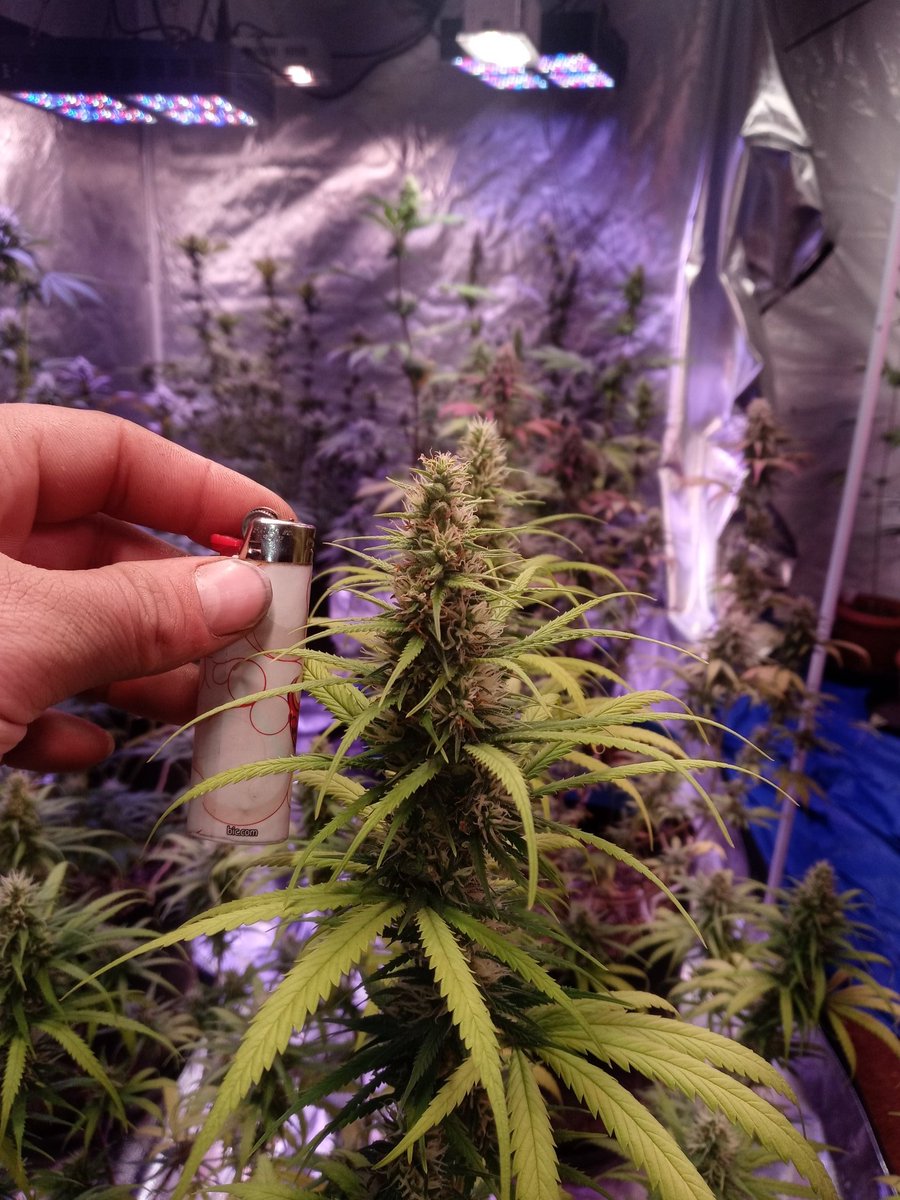 End of the 3rd week since fliipppin