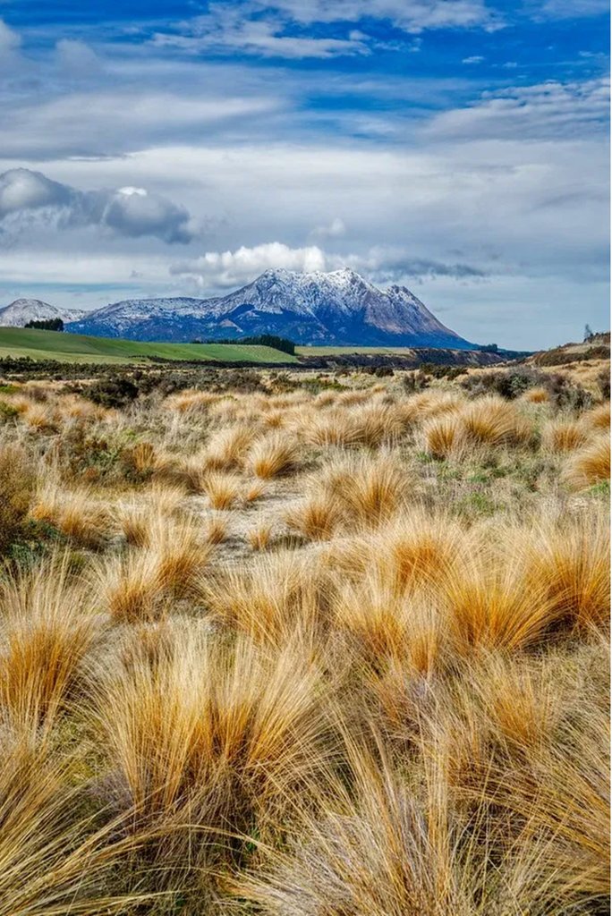 terrinakamura's tweet photo. Incredibly beautiful — Tussocks in New Zealand via Stuck in Customs https://t.co/XbsedRwiv1 #dailyphoto #tussocks #southisland #newzealand https://t.co/INDc2lMLdL