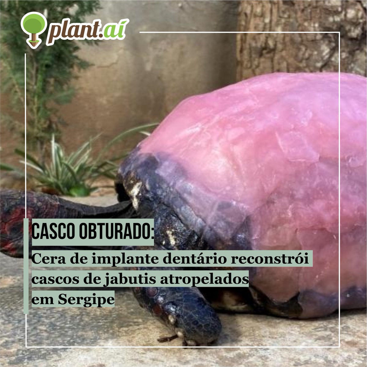 Plant_ai's tweet photo. Uma técnica que utiliza cera de próteses dentárias está ajudando jabutis que tiveram cascos destruídos a recuperarem a saúde no sertão de Sergipe. Quatro animais já passaram pelo procedimento, que gera bons resultados e dá esperança de salvar animais feridos
#meioambiente https://t.co/7BMpSYrvfk