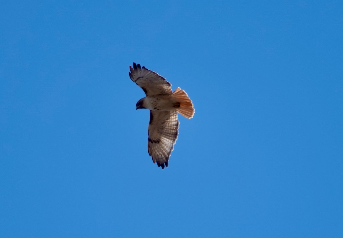 nphawkwatch's tweet photo. https://t.co/JTTTLcpauT