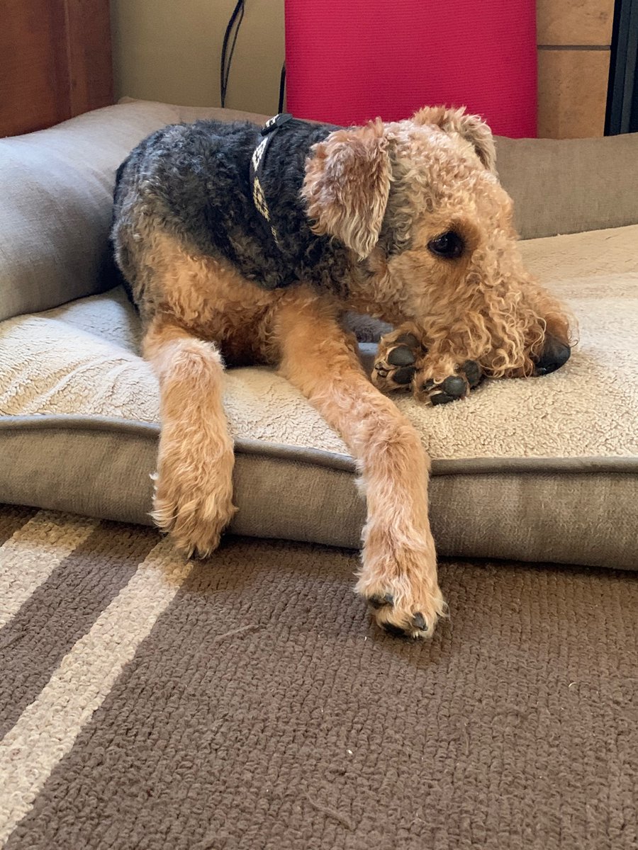 learninglis's tweet photo. Who knew paws were the best head rest? https://t.co/CjLTWsovYm