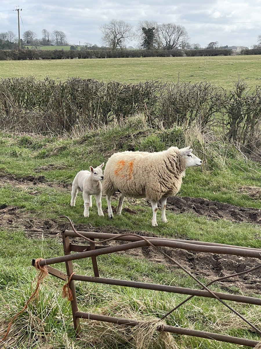 ReneeNo17's tweet photo. It’s that time again! #lambing #lambtime #spring 🐑 https://t.co/IqwZ7PZ1NB