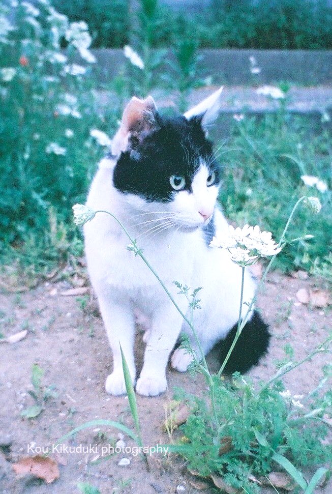 september_kou_'s tweet photo. #さくらねこ #さくらねこの日　
#3月22日はさくらねこの日
 #Lomography #LC-A+ #トイカメラ #filmisnotdead #filmisnodead #フィルム https://t.co/vTI3dZIcII