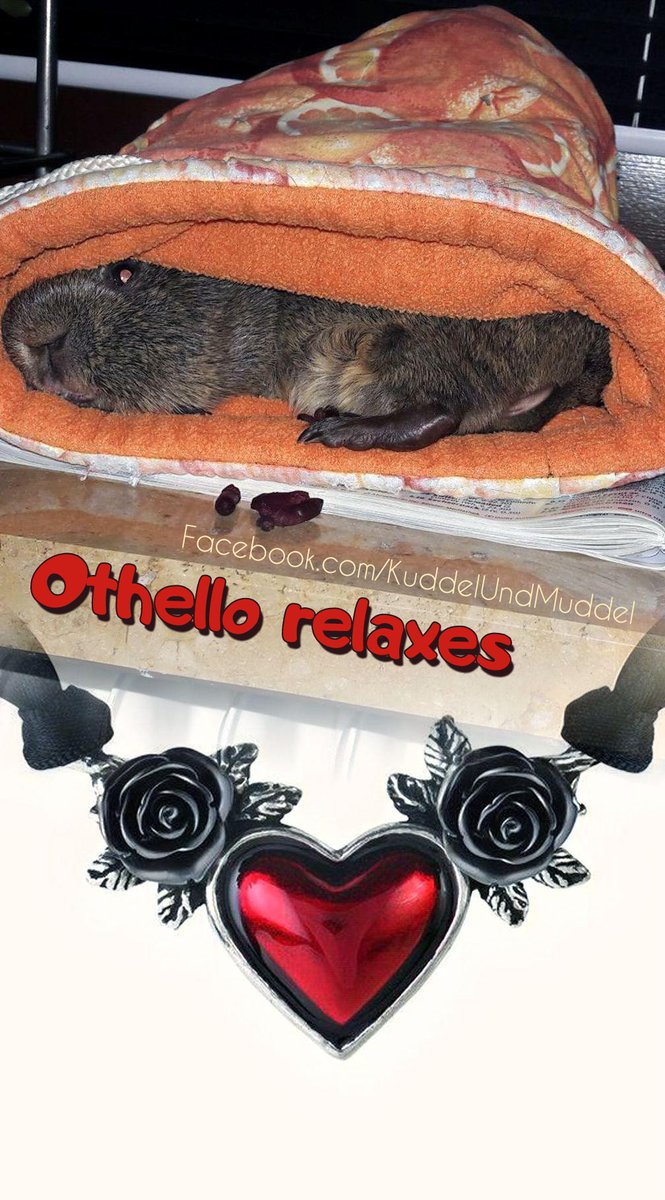KuddelUndMuddel's tweet photo. On Sunday you should relax from the past exhausting week.
🙂😍
#lazypiggies #cobayas #cuycuy
#meerschweinchen #cavy #cavies #cavylover #Wutzen #meeri #cavycuteness #guienapig #fellnasen #Schweinchenliebe #meerilove #モルモット #muig #cochondinde #piggycuteness #swinkamorska https://t.co/9U07b0zPzQ