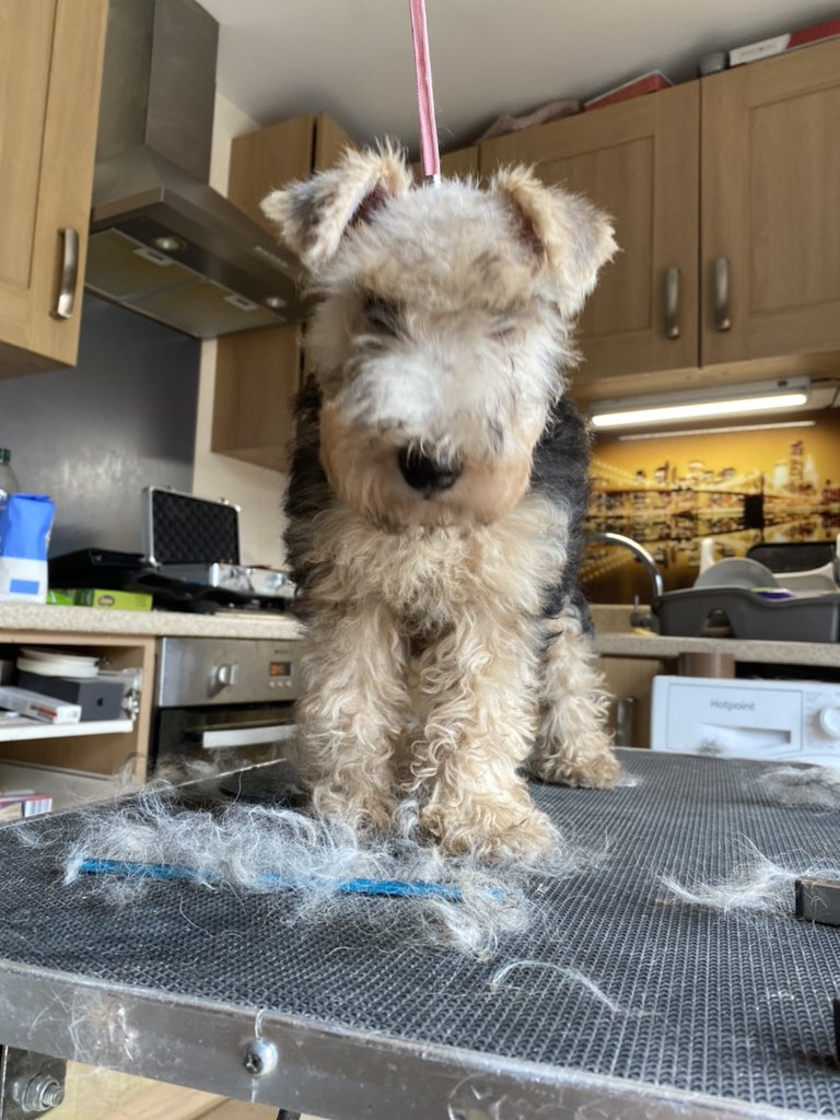 My hoomans felt Maud needed a little spruce up 🥰🥰🥰