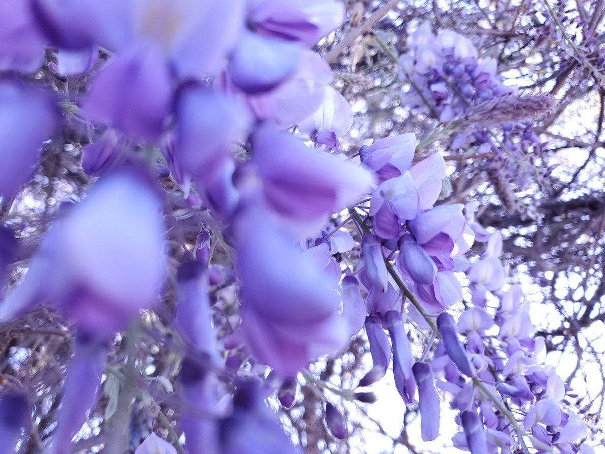 notlivepool's tweet photo. Now I really want a wisteria plant... https://t.co/mRVk79dHxQ