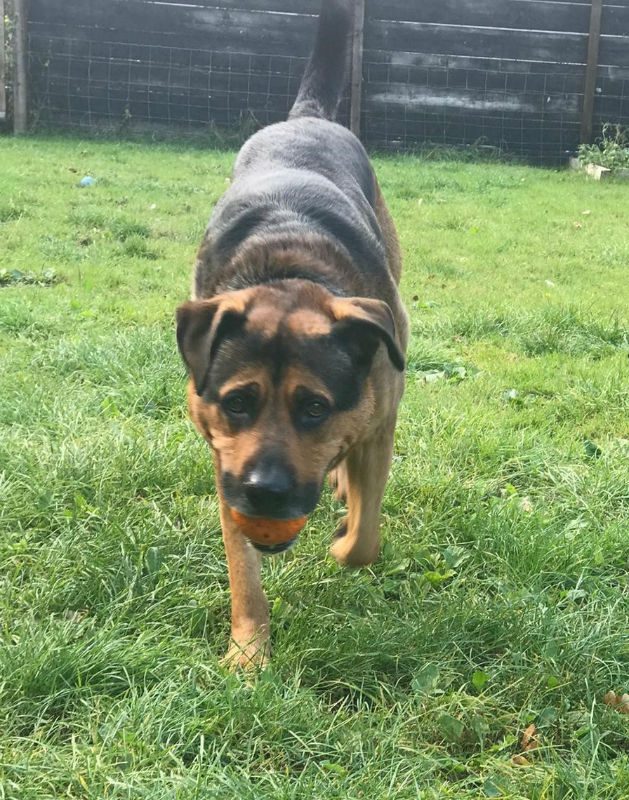 gsrescueelite's tweet photo. Kilo is 8yrs old and this lad has grown in confidence so much thanks to his #Foster home, he can live with older kids and is ok with most #dogs with careful intro 
#germanshepherd #Essex 
https://t.co/tZWySOqdPT https://t.co/kb3YLgVYsk