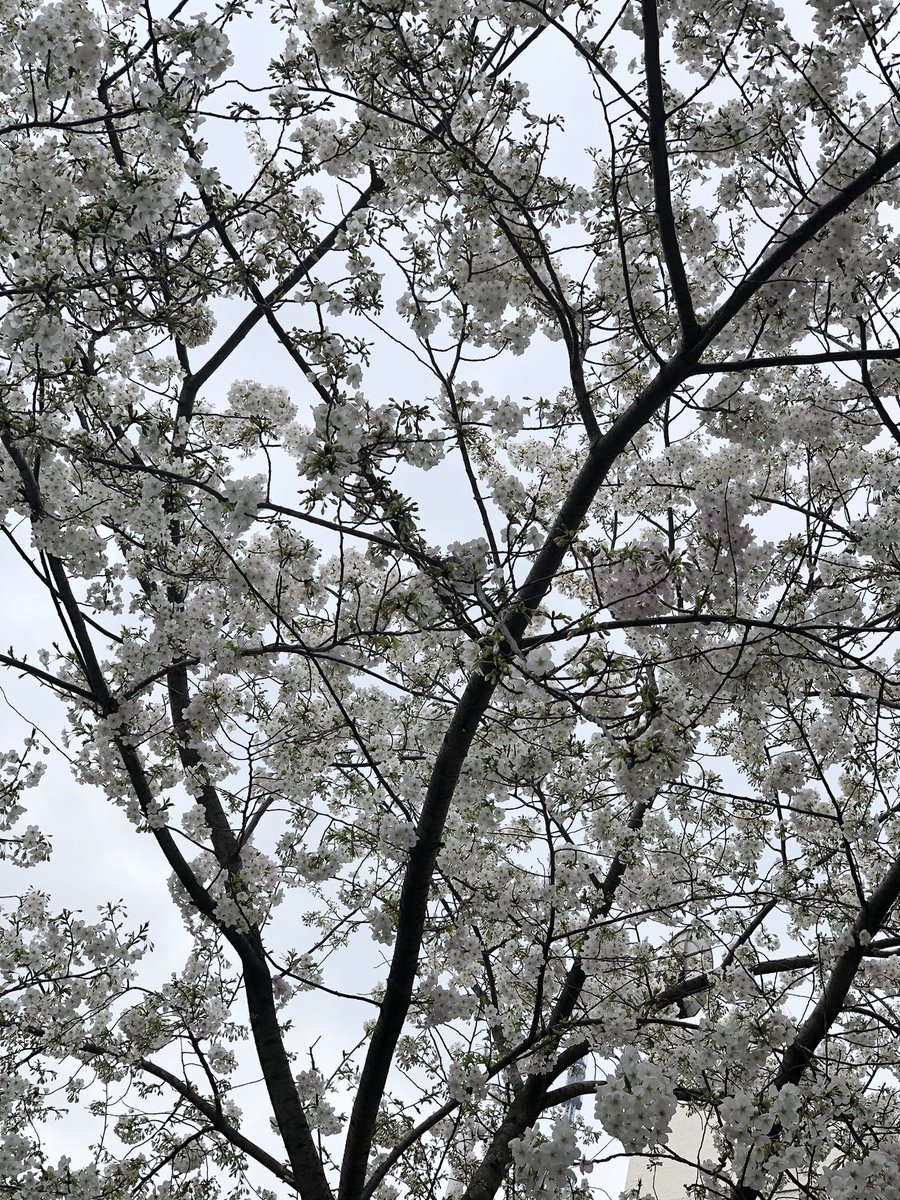 久しぶりのツイート🌸
土曜日に恩師とお散歩に出かけました。お散歩というか、すごい距離を歩いた気がします。

「歩かないと見えない景色」
ってあるんですよ✨

人生も同じ。

#桜
#お散歩