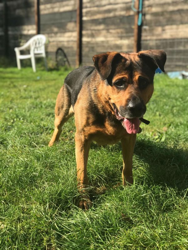 gsrescueelite's tweet photo. Kilo is 8yrs old and this lad has grown in confidence so much thanks to his #Foster home, he can live with older kids and is ok with most #dogs with careful intro 
#germanshepherd #Essex 
https://t.co/tZWySOqdPT https://t.co/kb3YLgVYsk
