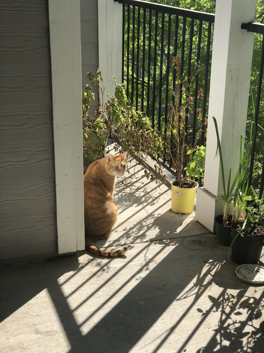 chonkycharles's tweet photo. Freedumb .! #tabbytroop https://t.co/NFAi41V2oI