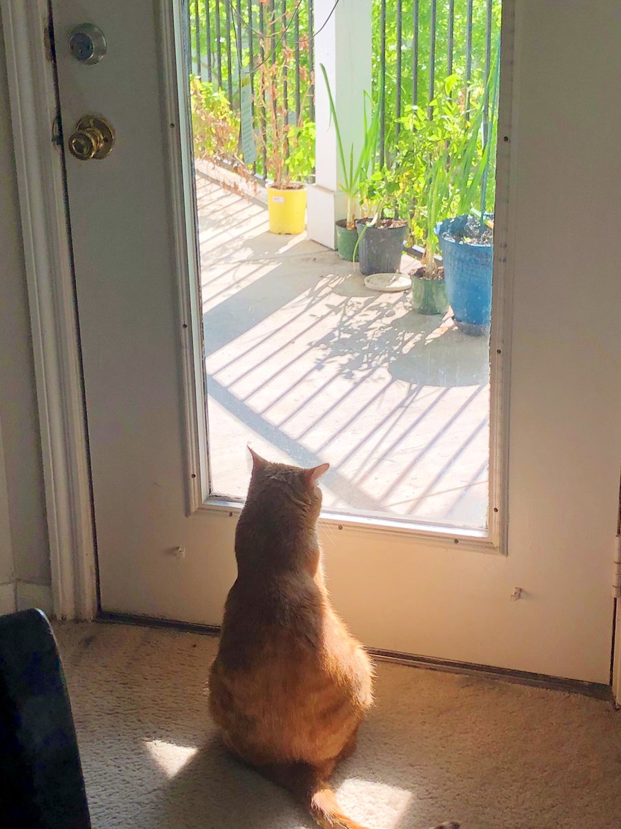 chonkycharles's tweet photo. Freedumb .! #tabbytroop https://t.co/NFAi41V2oI
