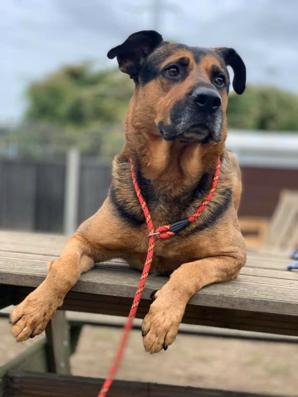 Kilo is 8yrs old and this lad has grown in confidence so much thanks to his #Foster home, he can live with older kids and is ok with most #dogs with careful intro 
#germanshepherd #Essex 
gsrelite.co.uk/kilo-2/
