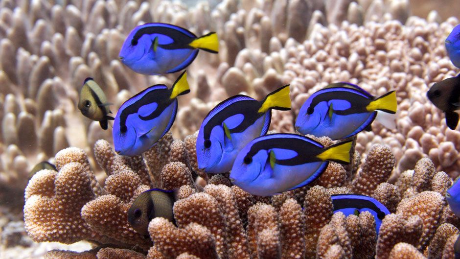 ClimateSt's tweet photo. #SamPurkis of @umiamirsmas: "If we can save reefs, large-scale marine protected areas are the best weapon we have", #ClimateAction
https://t.co/tzjbgkKT6q https://t.co/hj1IgJtw77