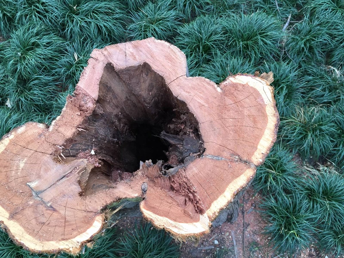 PresTreeServ's tweet photo. #TreeTip: Decaying wood can go unnoticed & undiagnosed by an untrained eye for yrs. It can be very dangerous & change the course of a tree removal or cause #tree failure completely. Rely on an experienced certified #arborist to determine if there is dangerous decay in your tree. https://t.co/tUaon2s1S4